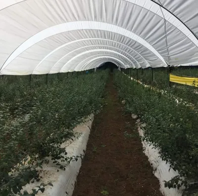 Plástico Blanco Lechoso 25% Sombra Calibre 720 – 7.2 x 100 m